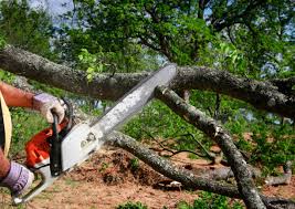 Reliable Atglen, PA Tree Removal and Landscaping Services Solutions